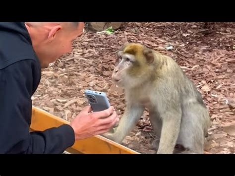 Monkey reacts to magic